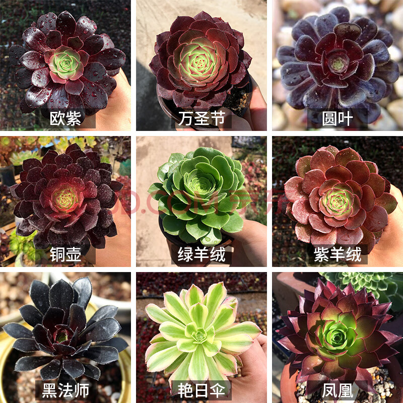 老桩大法师多肉 黑法师多肉植物超大 多头法师多肉老桩组合绿植盆栽