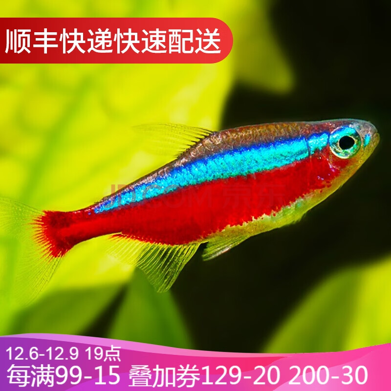 鱼官儿 热带观赏鱼红绿灯科鱼活体宠物小型淡水鱼群游灯鱼 宝莲灯50条