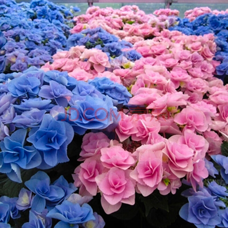 红豆(hodo)妖精之瞳 绣球1加仑盆栽当年开花室内阳台庭院植物好养护