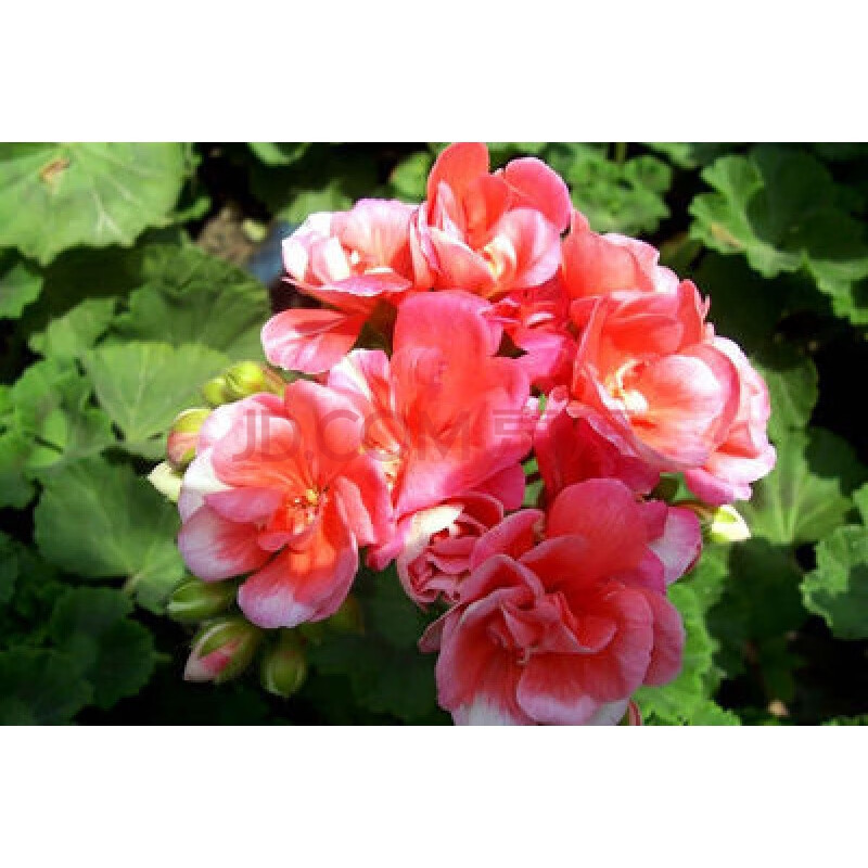 不想爬树大花天竺葵花苗重瓣花卉庭院四季开花不断盆栽不带花发货天竹