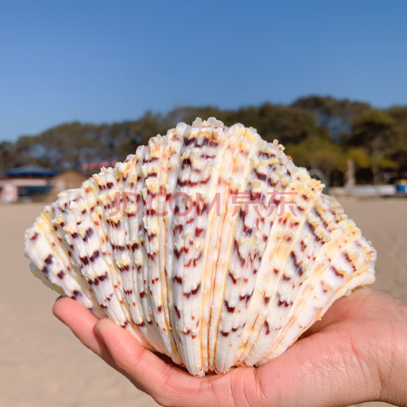 佛手贝天然大贝壳海螺工艺品居家装饰品多肉花盆家居摆件多肉盆栽