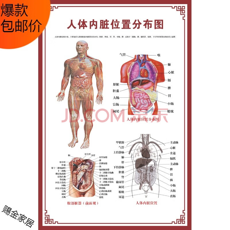 人體骨骼圖掛圖器官內臟結構圖海報脊柱圖解肌肉分佈解剖圖掛畫(背膠