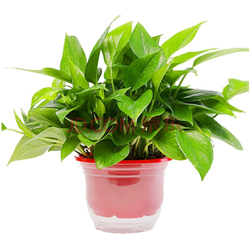 春瑞室内客厅盆栽大叶绿箩除空气绿色植物 360号绿萝红色盆