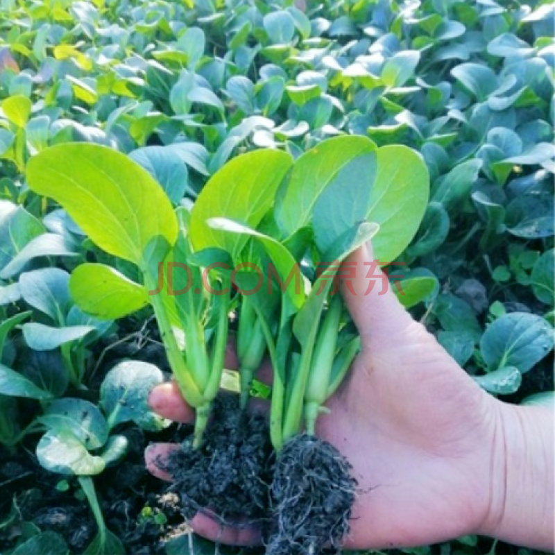 红菜苔幼苗耐寒莴笋红皮莴苣西兰花甘蓝大白菜芹菜 耐抽薹青菜苗10颗