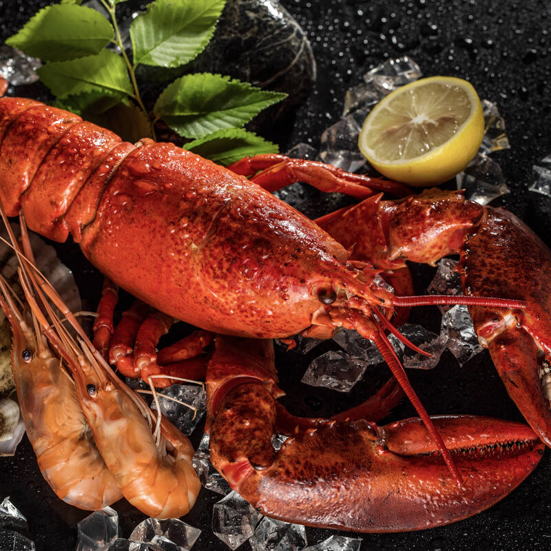 鲜活波士顿龙虾海鲜水产新鲜大龙虾 4000g