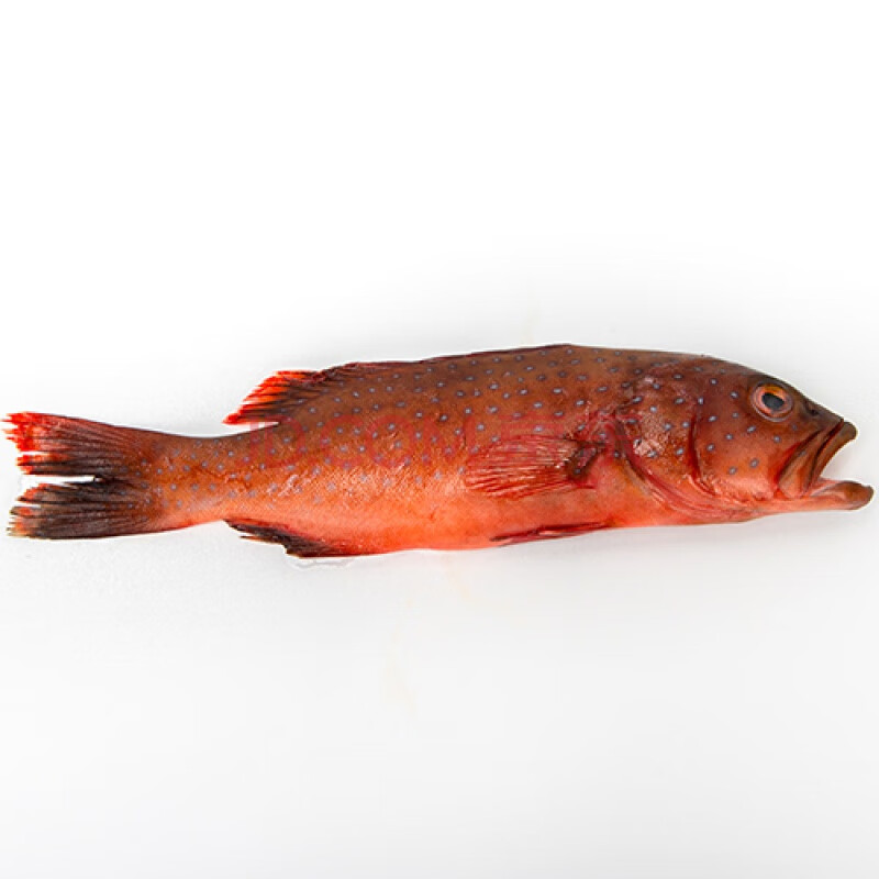 东星斑新鲜东星斑石斑鱼海鲜鲜活燕尾斑东山海鲜水产瓜子斑鱼