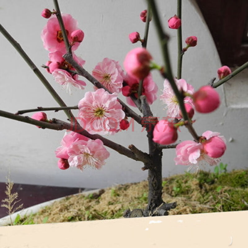 梅花盆景樹苗臘梅濃香花卉紅梅樹樁 冬季耐寒盆栽庭院桂花樹苗 梅花樹