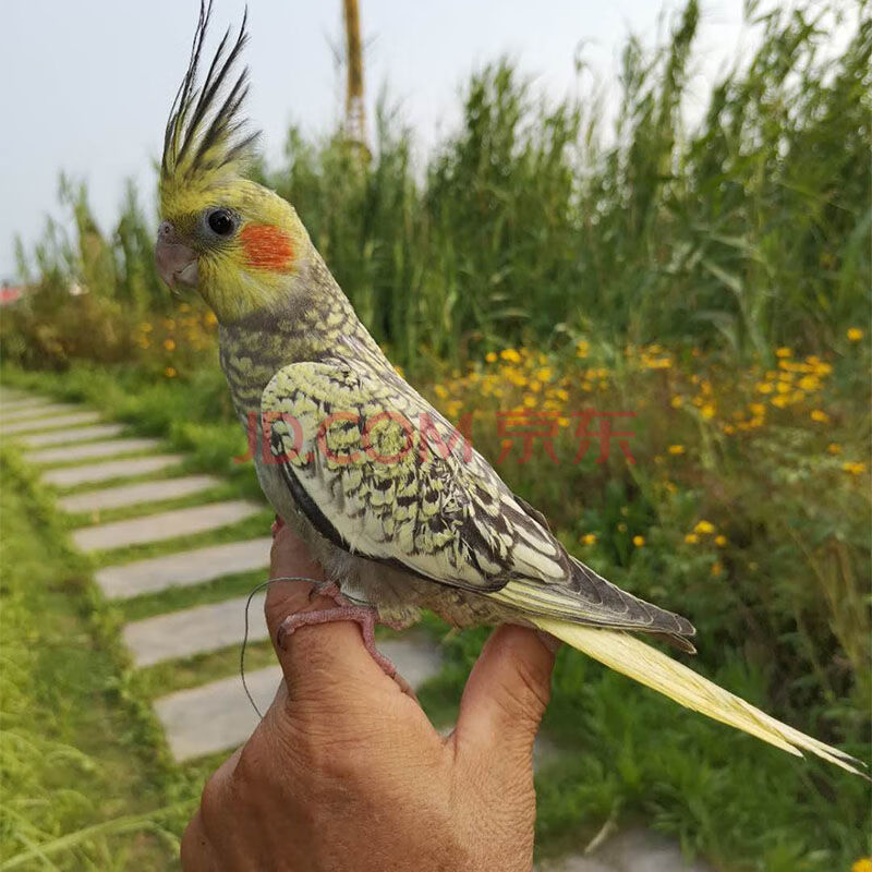 玄鳳鸚鵡活黃化幼鳥鸚鵡活一對玄鳳鳥糧黃化玄鳳會說話的鸚鵡 珍珠花