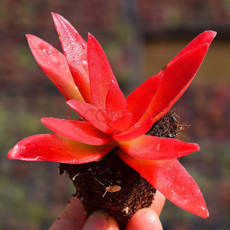 火祭群生多头多肉植物盆栽红叶祭火祭锦肉肉绿植花卉 火祭1颗不含盆