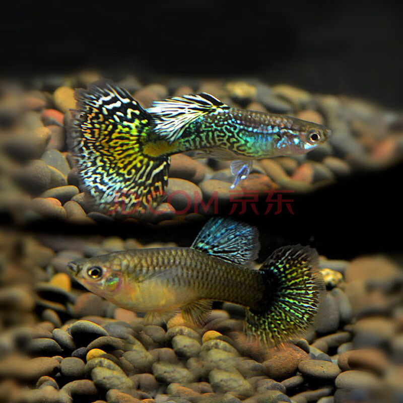 胎生冷水鱼 凤尾大耳孔雀鱼苗淡水鱼活体 七彩蕾丝2对(2-3cm)