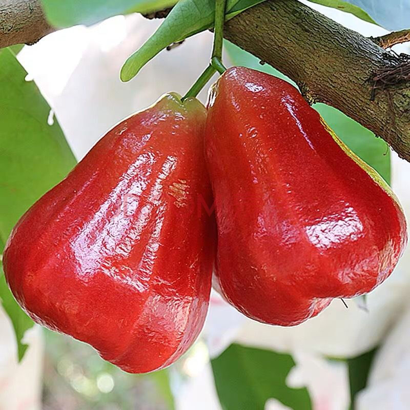 莲雾水果当季整箱莲雾连果4斤装整箱