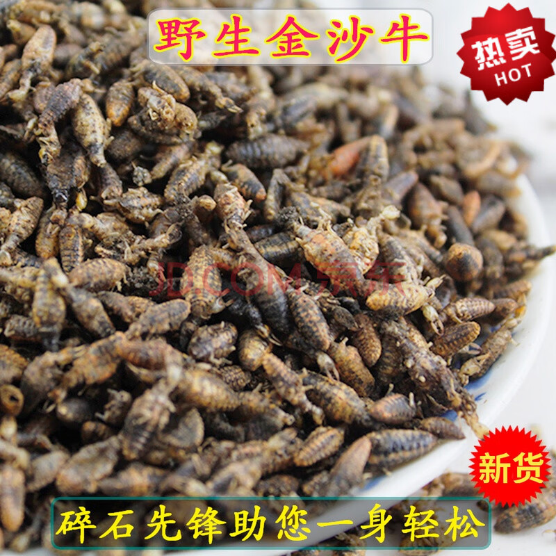 金沙牛10g克中草药材店铺金砂牛倒行狗子睡虫地拱沙猫地牯牛蚁狮