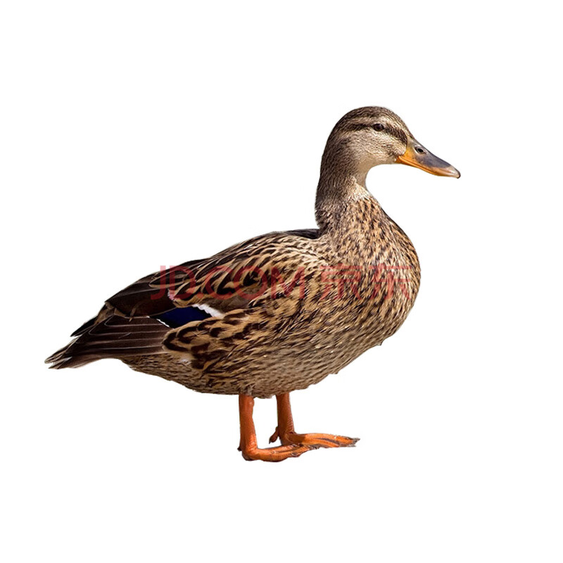 三穗麻鸭老鸭子活体现杀整只土鸭农家散养新鲜公鸭母鸭水鸭贵州3斤