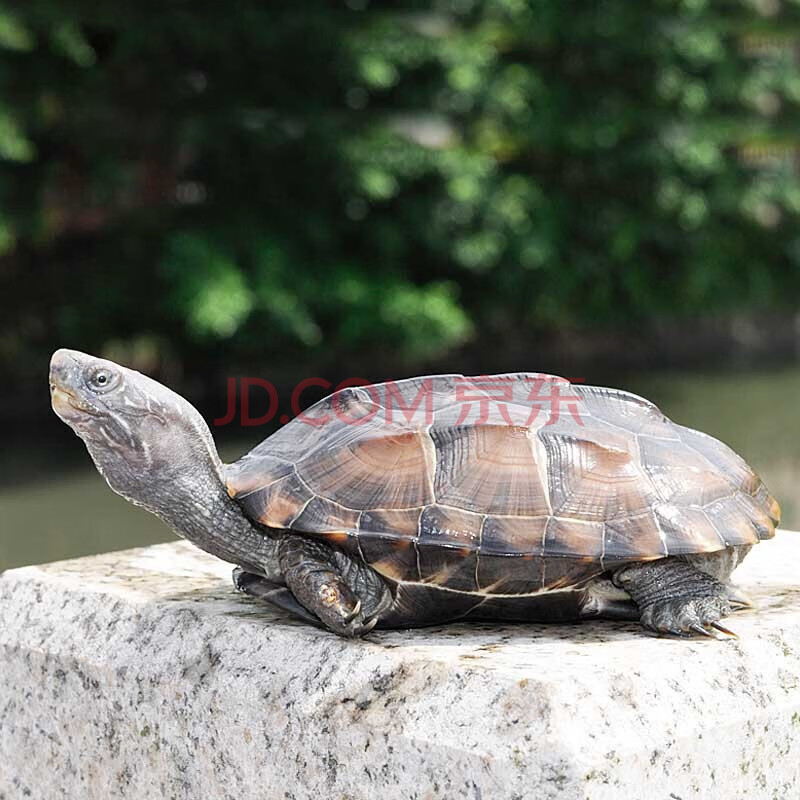 中华草龟活物外塘金线草龟宠物小乌龟观赏龟活体 6-7cm一只