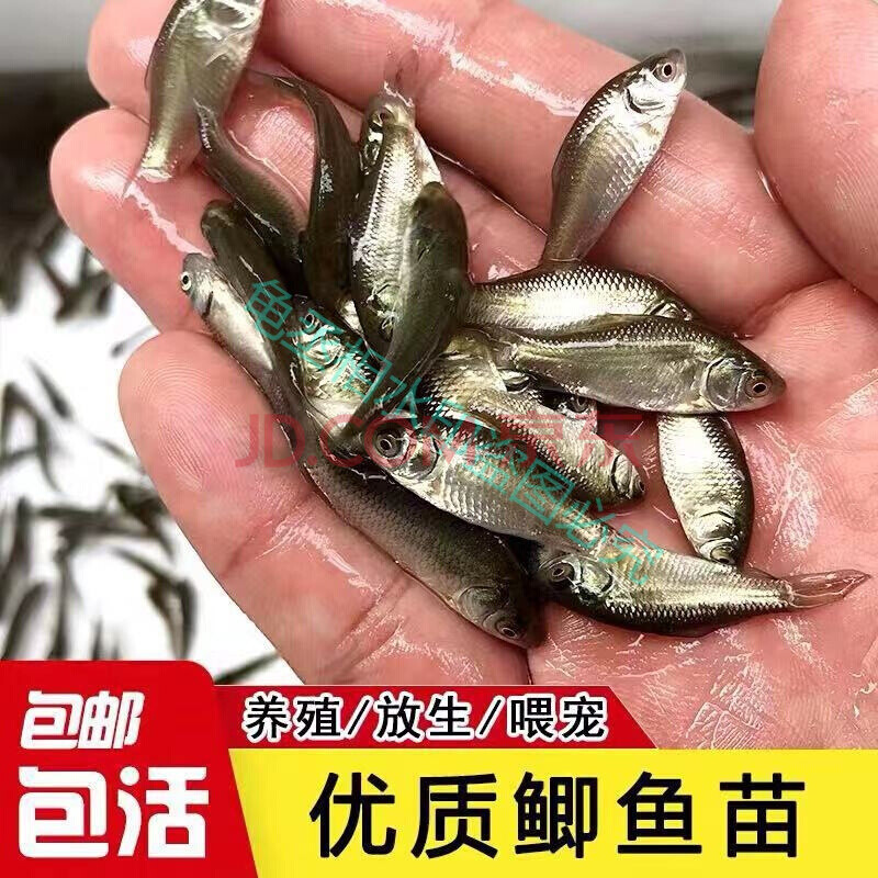 荣郁罗非鱼苗小鱼 非洲鲫鱼福寿鱼活体淡水养殖单性吉富观赏鱼苗 大