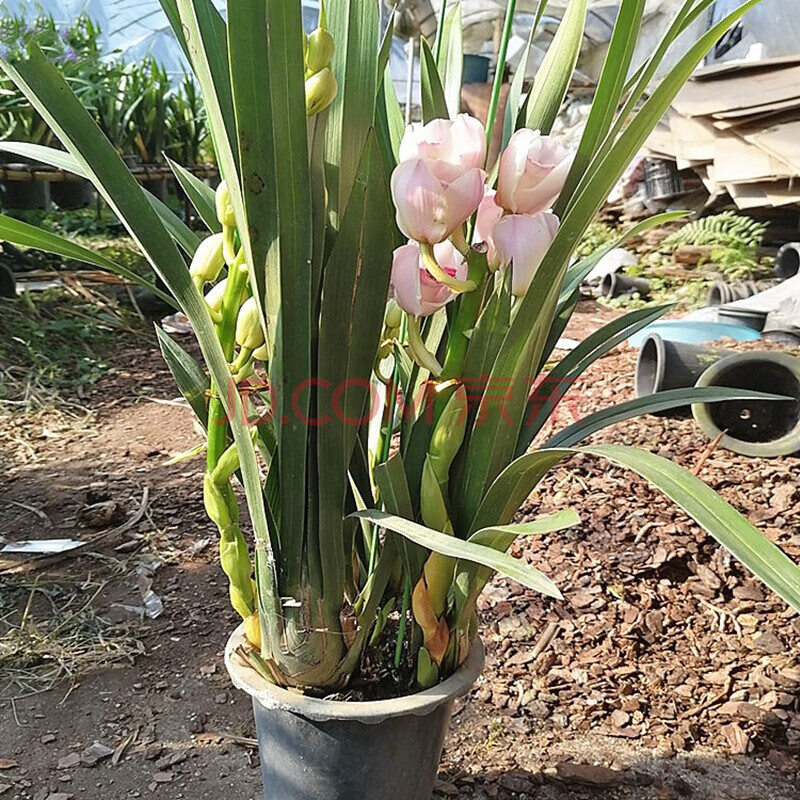 花苞】大花蕙蘭帶花苞惠蘭帶花劍蘭花帶花苞洋蘭原盆室內室外盆栽綠植