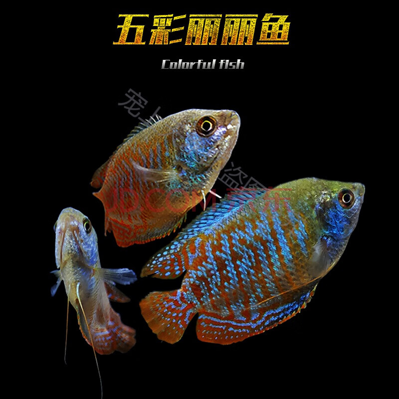 【jd保障】普叉中国斗鱼本地花手巾蓝彩血红花丽丽活体淡水冷水观赏鱼