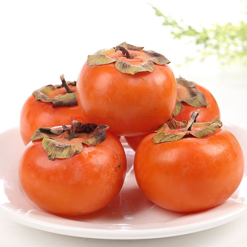 导语者甜软柿子现摘火柿子密罐柿子新鲜水果火晶应