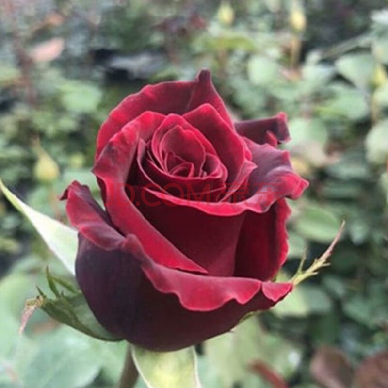 四季开花室内外绿植花卉大花月季 路易十四买一带一)再带盆 生根粉肥