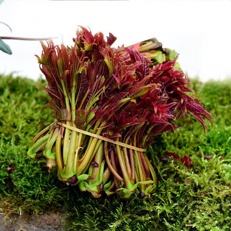 [顺丰速发] 头茬新鲜香椿芽春芽菜好蔬菜香春香椿芽红油香椿香味菜 3