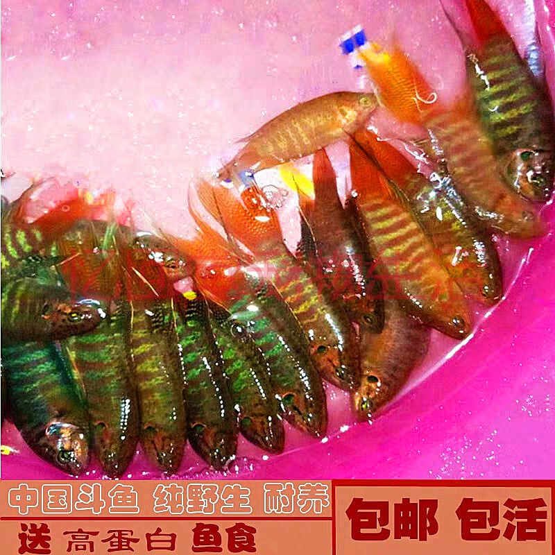 包賠 】不需打氧小型觀賞魚苗活體鬥魚淡水冷水魚好養 繁殖(可生小魚)