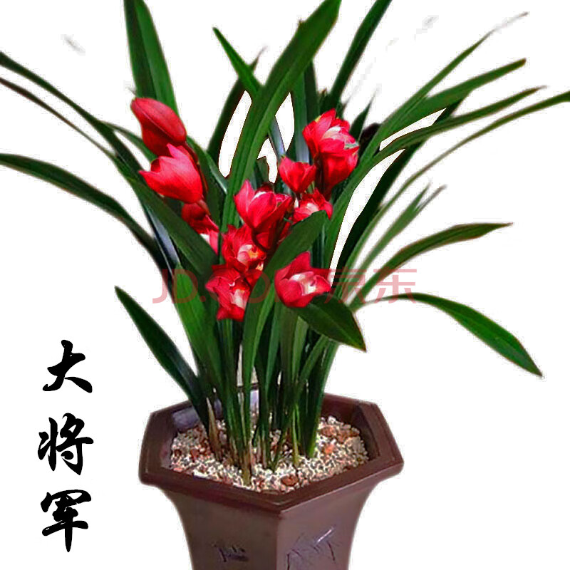 兰花盆栽兰花苗墨兰室内阳台花卉植物四季常青好养 大将军2棵苗【买】