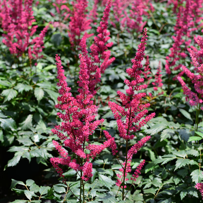 落新婦進耐陰花卉多年生宿根庭院花園花境植物荷蘭 範娜爾 已過花期 1