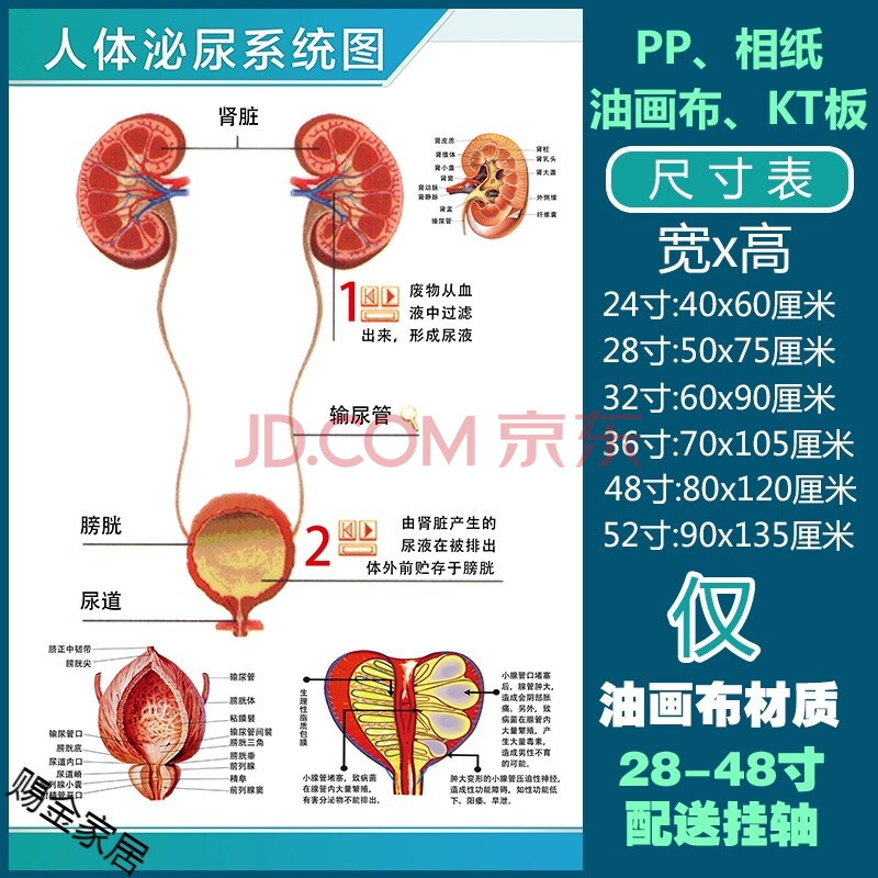 人体解剖彩色学骨骼结构图神经肌肉五脏六腑淋巴示意解刨器官挂图