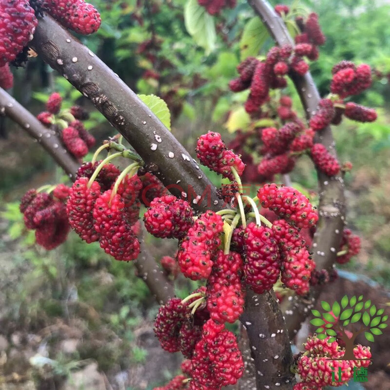 桑樹苗 南北方種植盆栽地栽果桑葚苗 大葉養蠶桑樹苗 農家果桑 3年苗