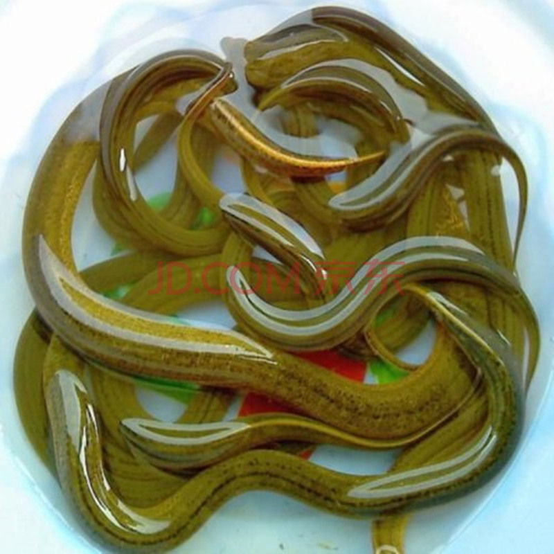 lism正宗黄鳝鱼鲜活现杀鳝片小黄鳝活体现杀去骨鳝鱼片鳝鱼筒 1斤装(8