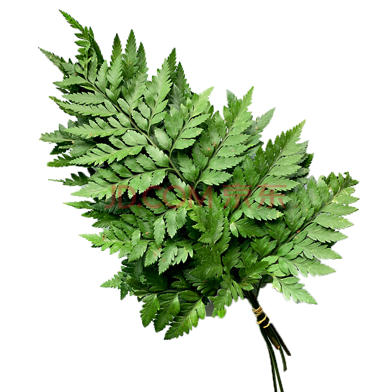 新鲜高山羊齿叶 杨子叶 芒叶支 草叶蕨 酒店西餐摆盘装饰 5支