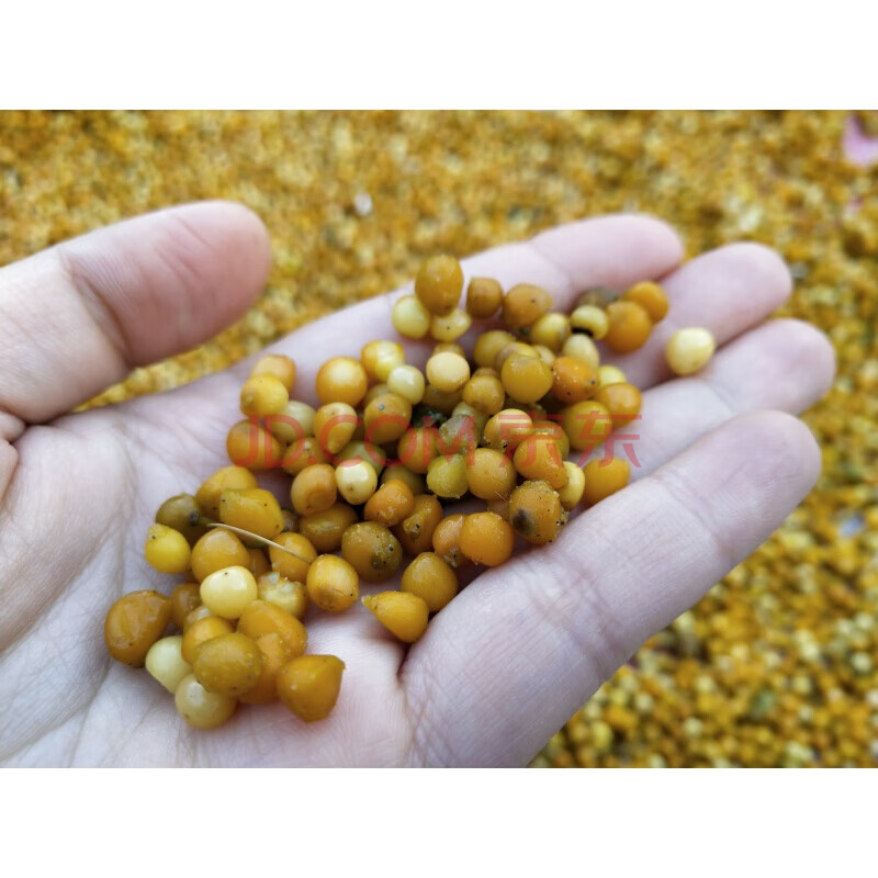 花姬 云南滇黄精种子 多花滇黄精节节高种子滇黄精块茎黄精种苗 滇