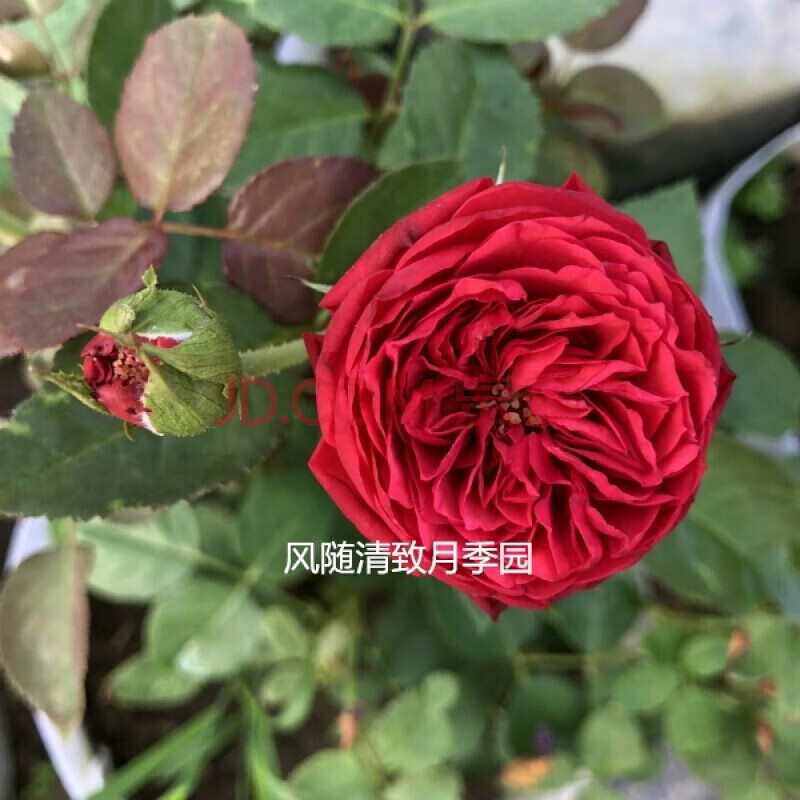 歐月藤本月季灌木大花風月果汁濃香薔薇花苗陽臺庭院花卉盆栽四季 紅