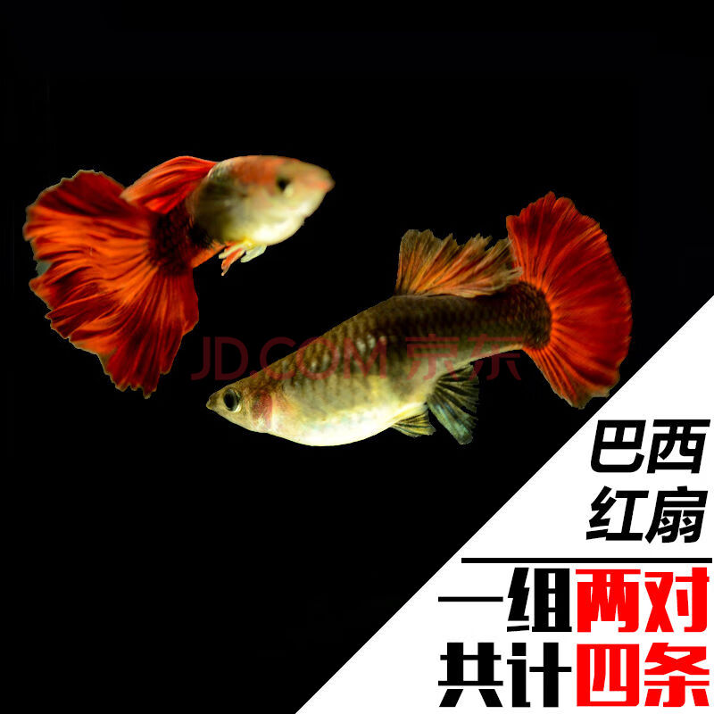 活體公母純種寵物魚淡水繁殖觀賞魚熱帶小型鳳尾魚瑪麗 巴西孔雀魚2對