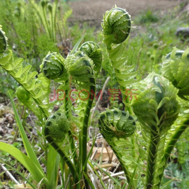 東北蘸醬菜黃瓜香廣東菜蕨純野蕨菜山野菜 水焯速凍無水發貨 3斤(無水