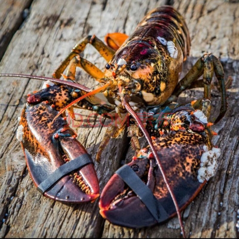 新品龙虾鲜活大龙虾大波龙虾海鲜水产活体 实惠 【活冻】400-500克*1