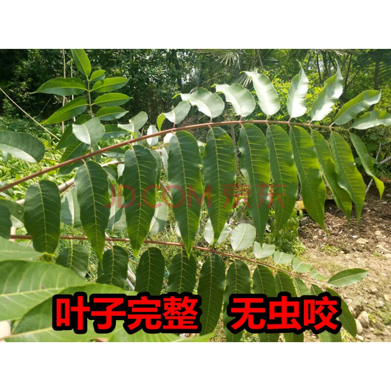 幹香椿葉子秋天老香椿樹葉香椿茶泡茶250g