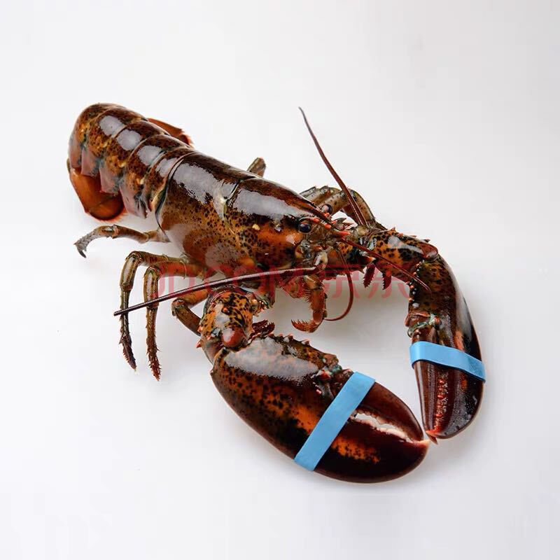 波士顿大龙虾10斤波龙波斯顿澳龙奥龙鲜活 1000g