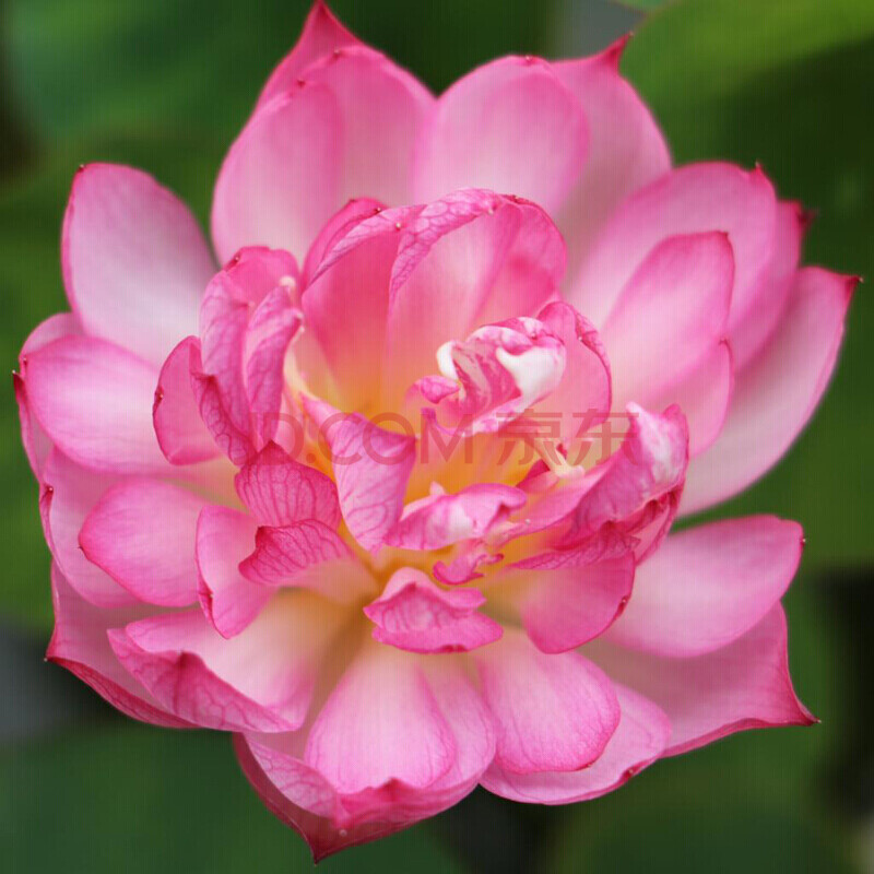 碗莲种藕根茎带花水培植物四季室内小荷花迷你成品苗小型微型 微型 红