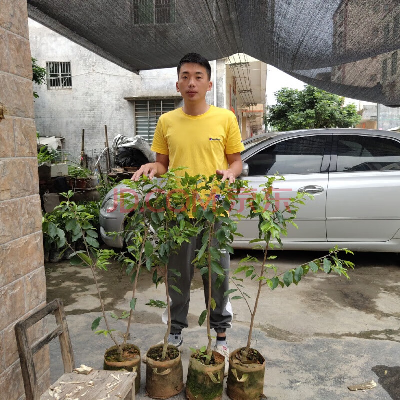 奇楠沉香一代树苗绿奇楠苗名贵树苗棋楠沉香树苗盆栽原土发货 椅楠