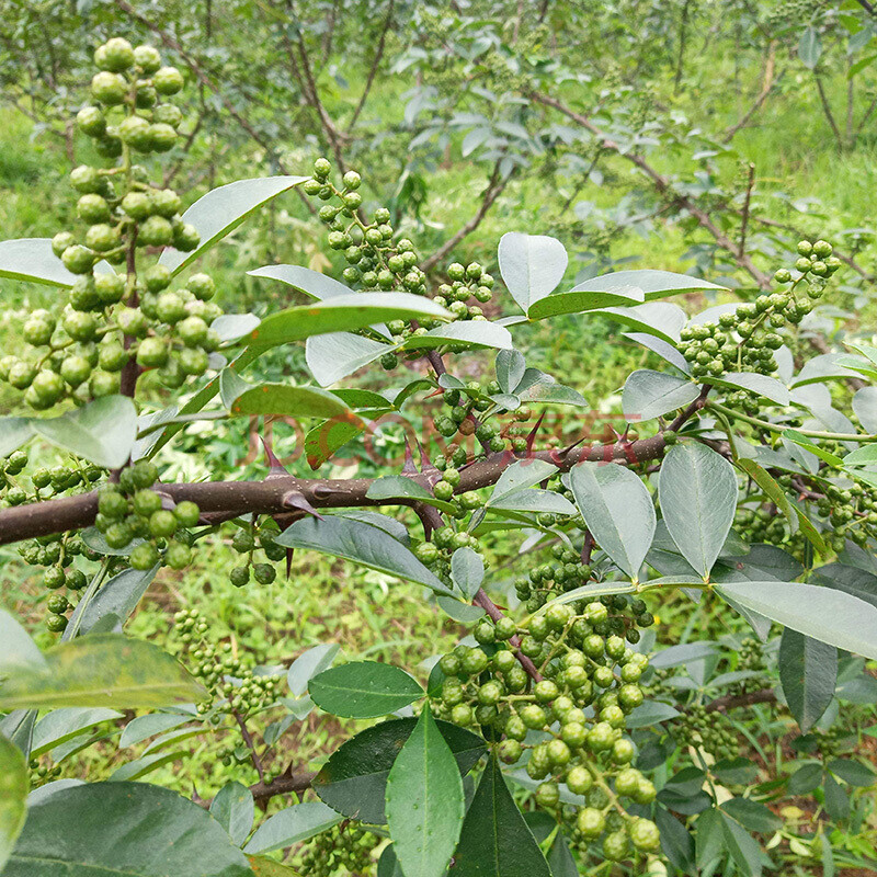 花椒樹苗大紅袍花椒大苗花椒樹小苗麻椒盆栽地栽無刺高產當年結果