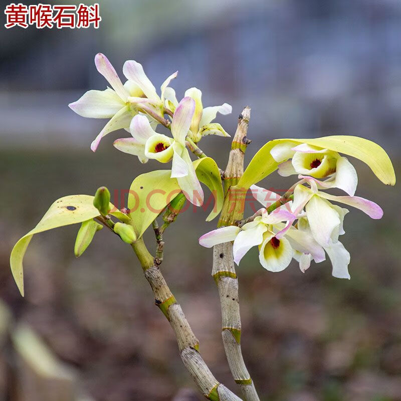 京东验证