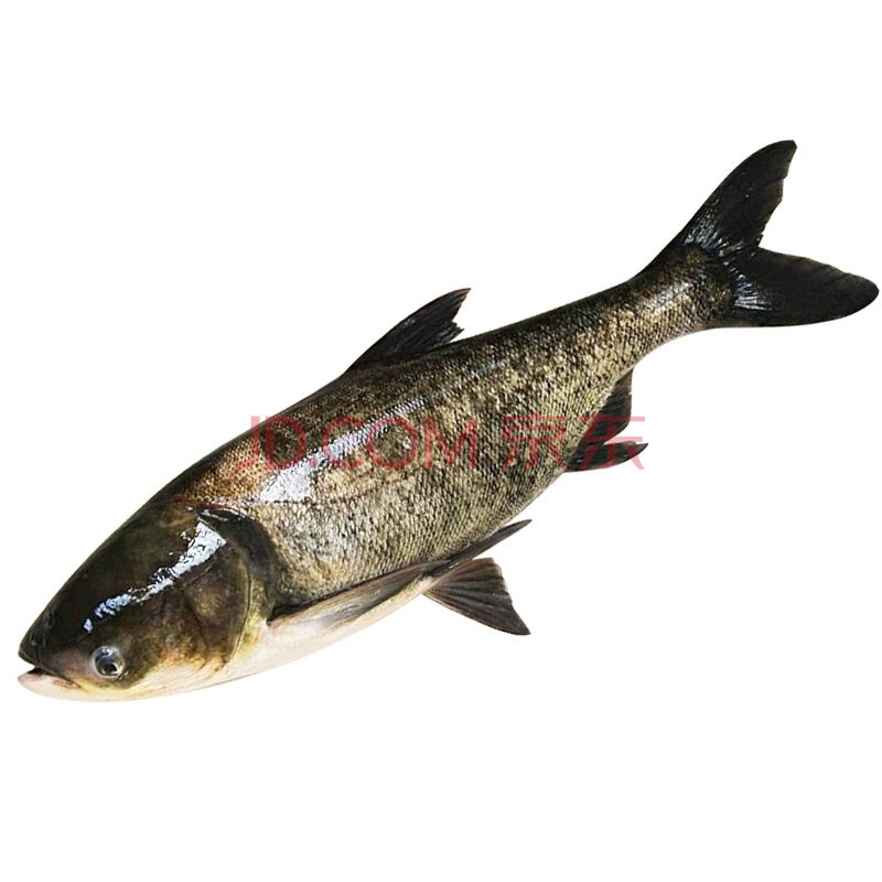 大道公【顺丰】胖头鱼 鳙鱼 野生花鲢鱼 新鲜活鱼现杀 大鱼头 水煮鱼