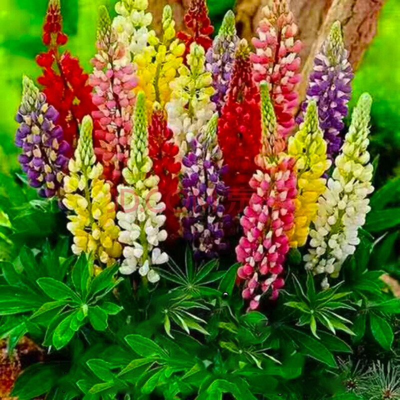 易活花籽常夏石竹石竹种子耐寒阳台花种子花籽混色鲁冰花100粒2包肥