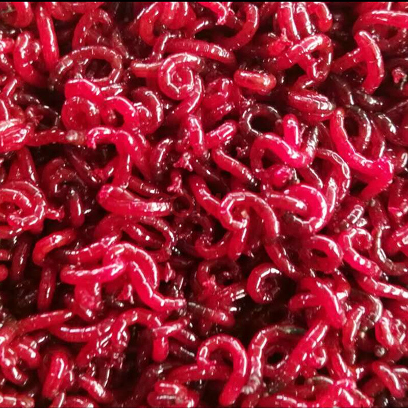 红虫活饵鲜活天津特大号公活体拉饵小公虫鲫鱼饵 好特大500g