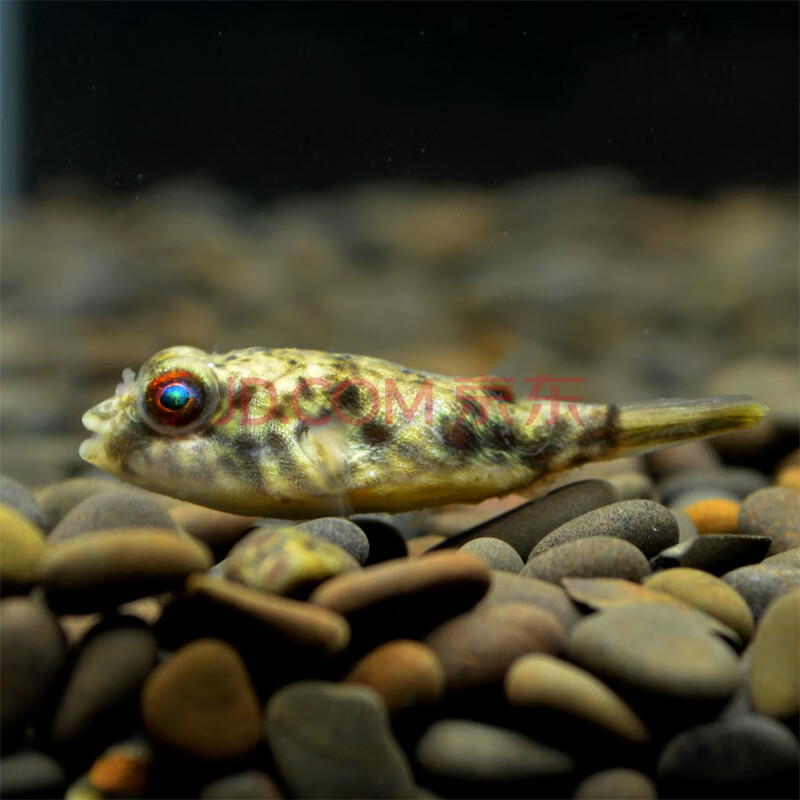 花色 2-3厘米斑马狗头