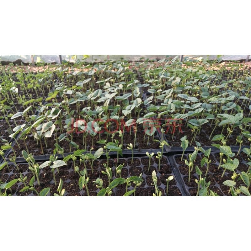 苗扁豆角 边边红眉豆好吃易种耐寒爬藤蔬菜种籽10粒 紫边眉豆苗5颗