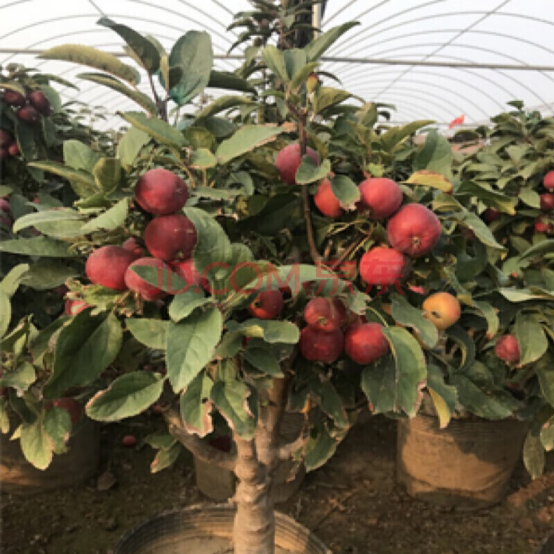 耐寒果树沙果树苗大秋果鸡心果小苹果冰糖心冬红果龙丰当年挂果苗f7