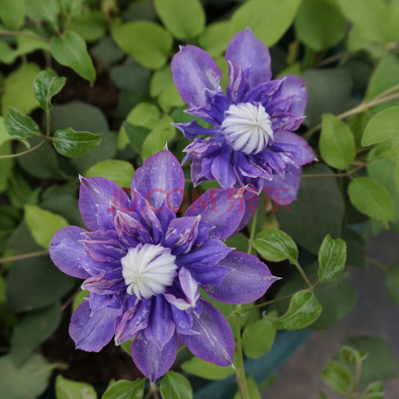 鐵線蓮花苗爬藤植物盆栽重瓣魔法噴泉円空庭院陽臺藤本攀援花卉 魔法