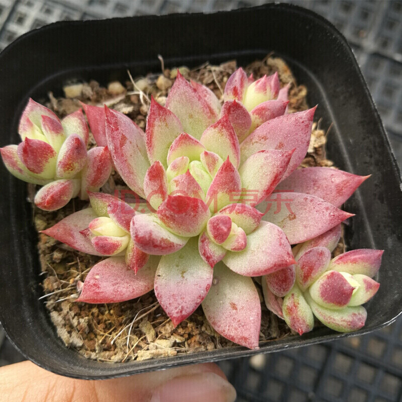 小贵多肉植物办公室桌面萌肉迷你植物盆栽组合肉肉植物 红蔓莲4-6cm